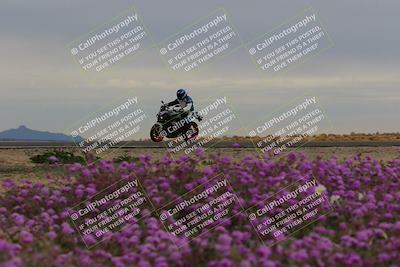 media/Jan-14-2023-SoCal Trackdays (Sat) [[497694156f]]/Turn 14 Exit Bloomig (145pm)/